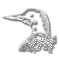 animal_loon_common