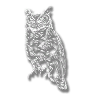 animal_owl_coastal