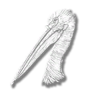 animal_pelican_white