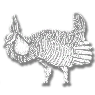 animal_prairie_chicken