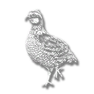 animal_quail