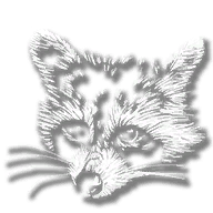 animal_raccoon