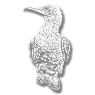 animal_red_footed_booby