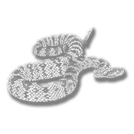 animal_snakeblacktailrattle