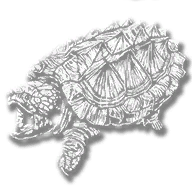 animal_snapping_turtle