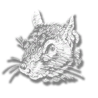 animal_squirrel_grey