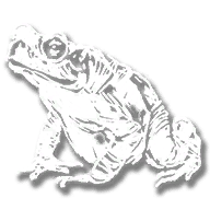 animal_toad