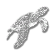 animal_turtle_sea