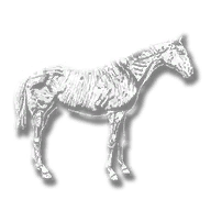 cmpndm_appaloosa