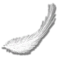 feathers_plume