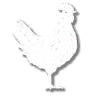 emote_taunt_chicken